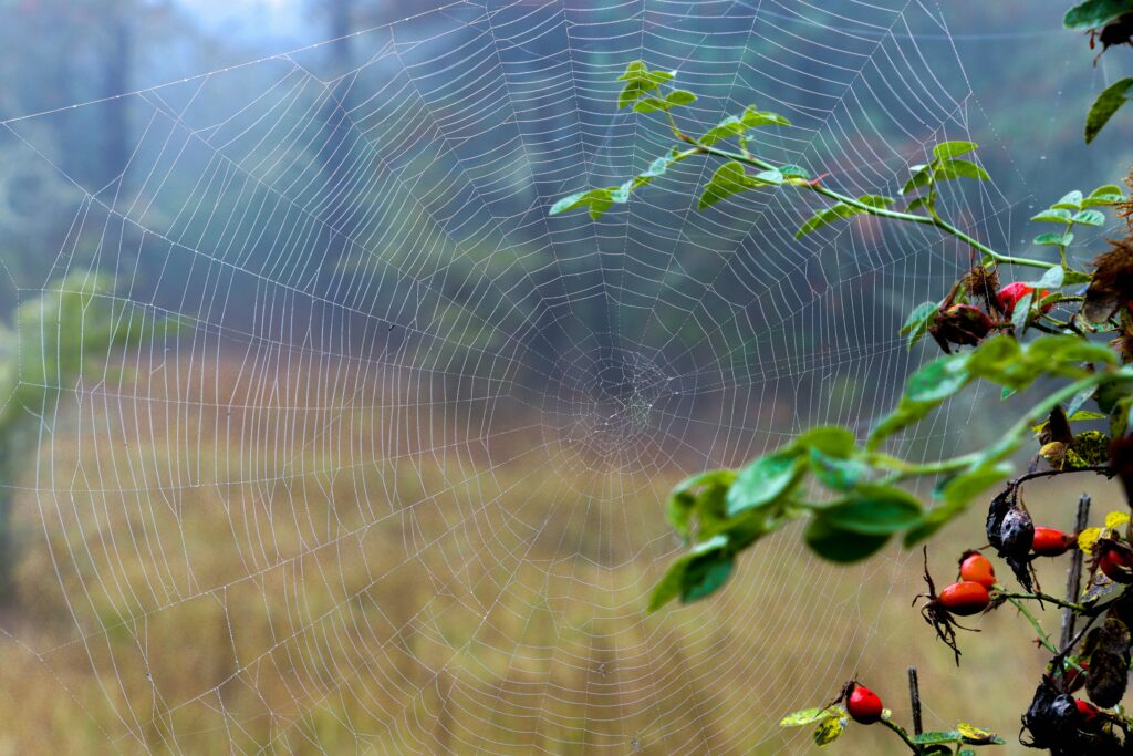 Spinne, Krafttier,